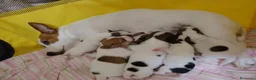 Jack Russell cani in vendita: Jack Russell  - Annuncio 1