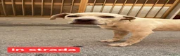 Meticcio cani in regalo: greta  - Annuncio 4
