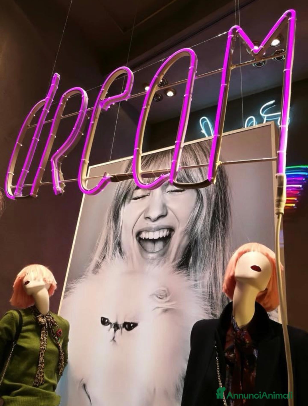 Immagine della galleria {{count}}