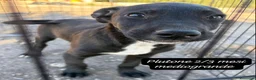 Meticcio cani in regalo: Cuccioli invisibili da salvare  a Provincia di Pistoia - Annuncio 4