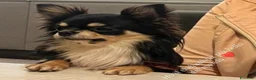 Chihuahua cani per accoppiamento: Chihuahua disponibile per accoppiamento  - Annuncio 4