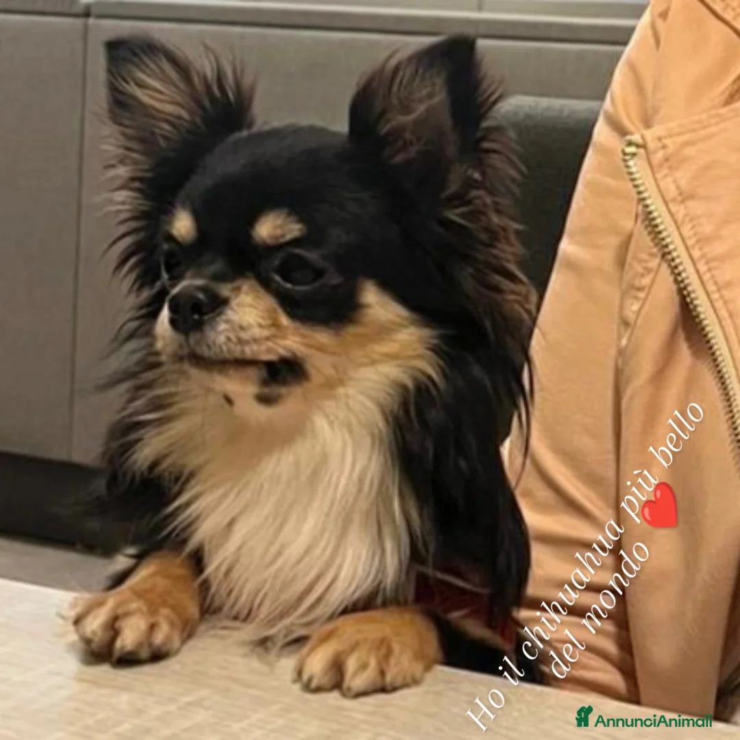 Chihuahua cani per accoppiamento: Chihuahua disponibile per accoppiamento  - Annuncio 4