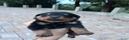Rottweiler cani in vendita: Vendita cuccioli rottweiler alta genealogia  - Annuncio 6