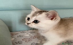 Scottish gatti in vendita: Cuccioli Scottish Fold e Straight a Villafranca di Verona - Immagine 10