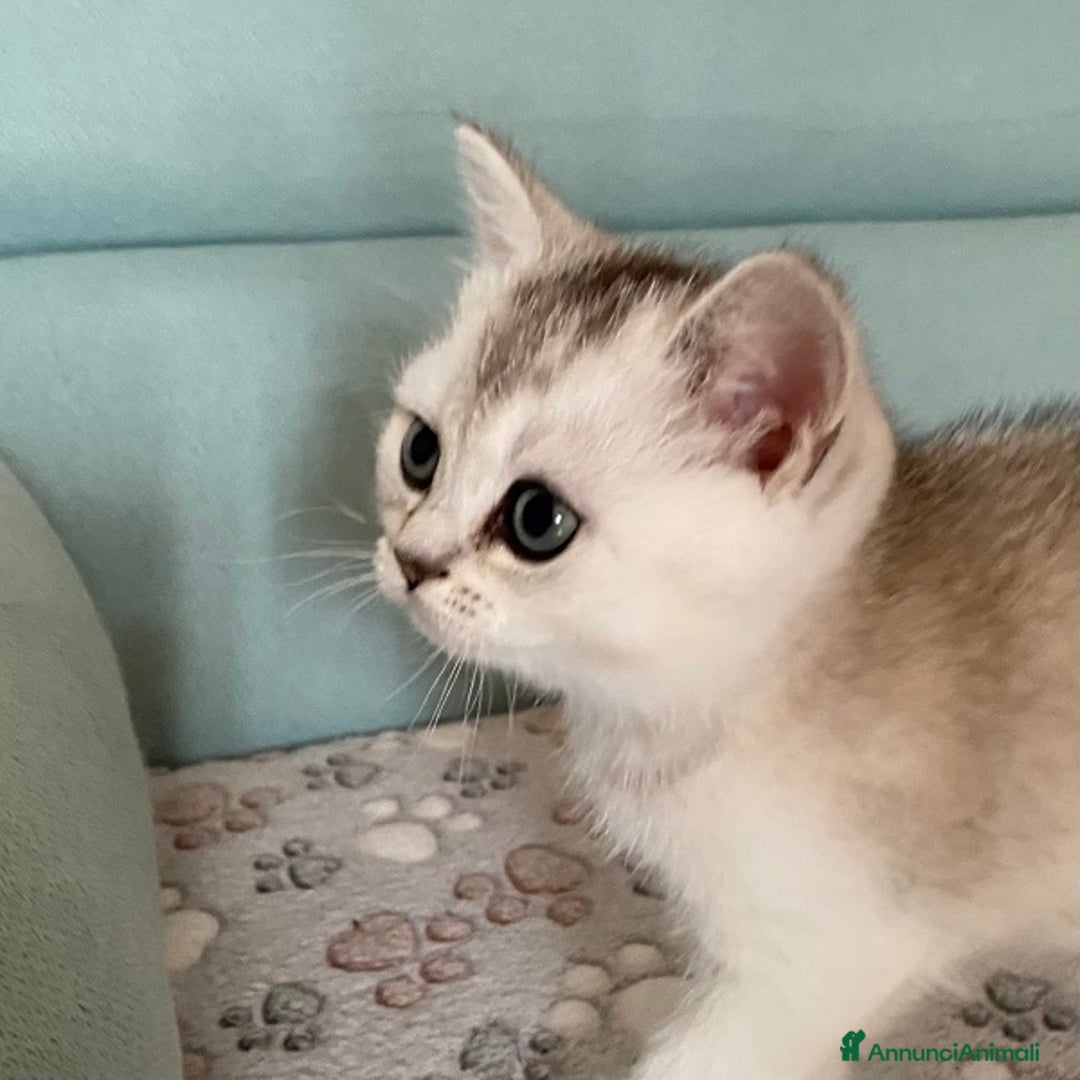 Scottish gatti in vendita: Cuccioli Scottish Fold e Straight a Villafranca di Verona - Immagine 10