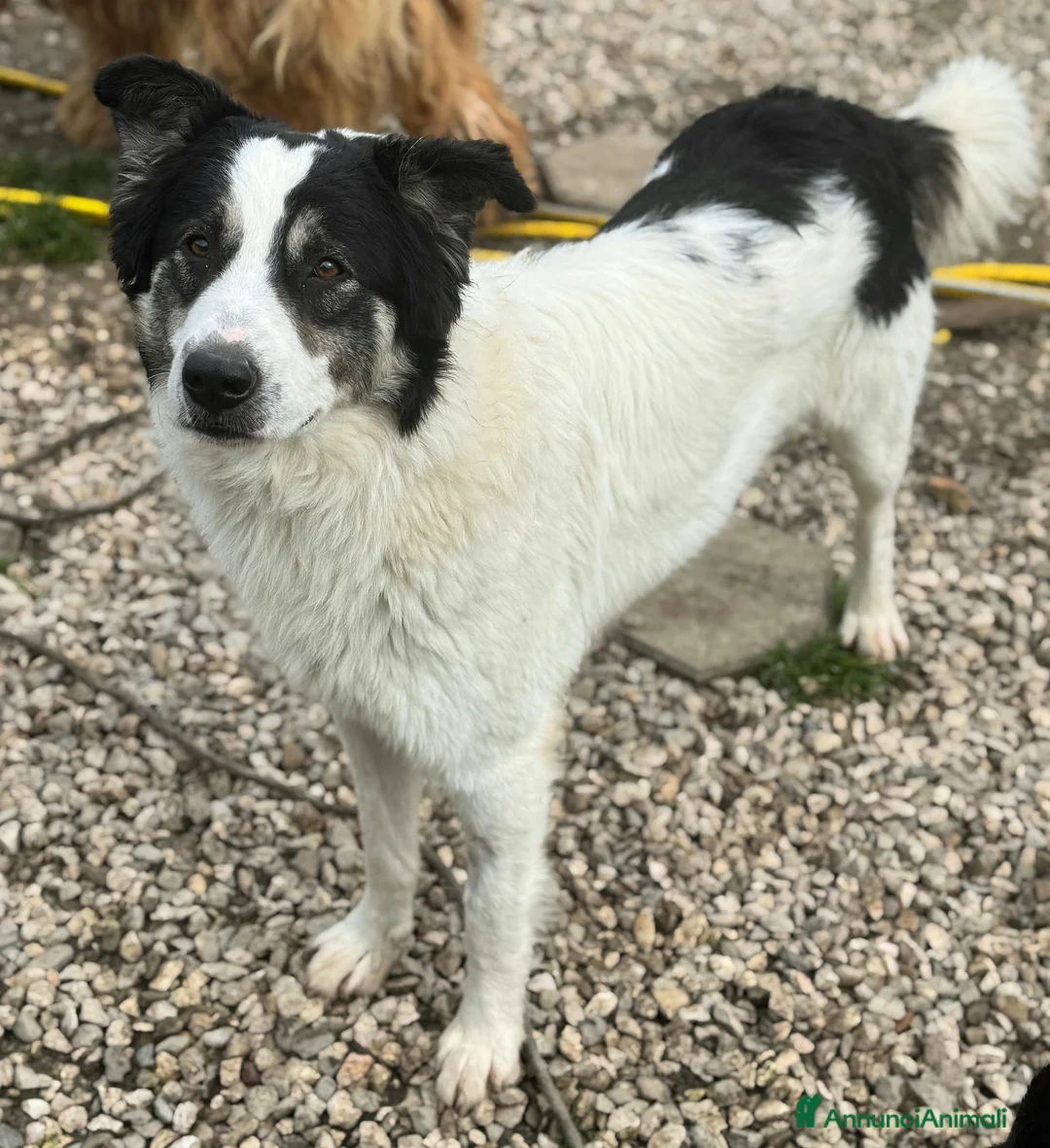 Meticcio cani in regalo: Aurelio 1 anno taglia media  - Annuncio 10