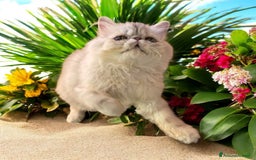 Persiano gatti in vendita: gatta persiana golden shaded di alta genealogia a Città Metropolitana di Bologna - Immagine 18
