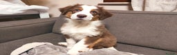 Australian Shepherd cani in vendita: Australian shepherd femmine  - Annuncio 3