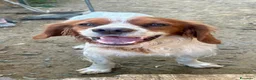 Breton cani in regalo: Poli il Breton energetico  - Annuncio 5
