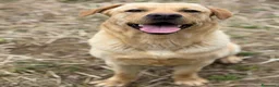 Labrador cani in regalo: RIO, stupendo mix LABRADOR dolcissimo! - Annuncio 8