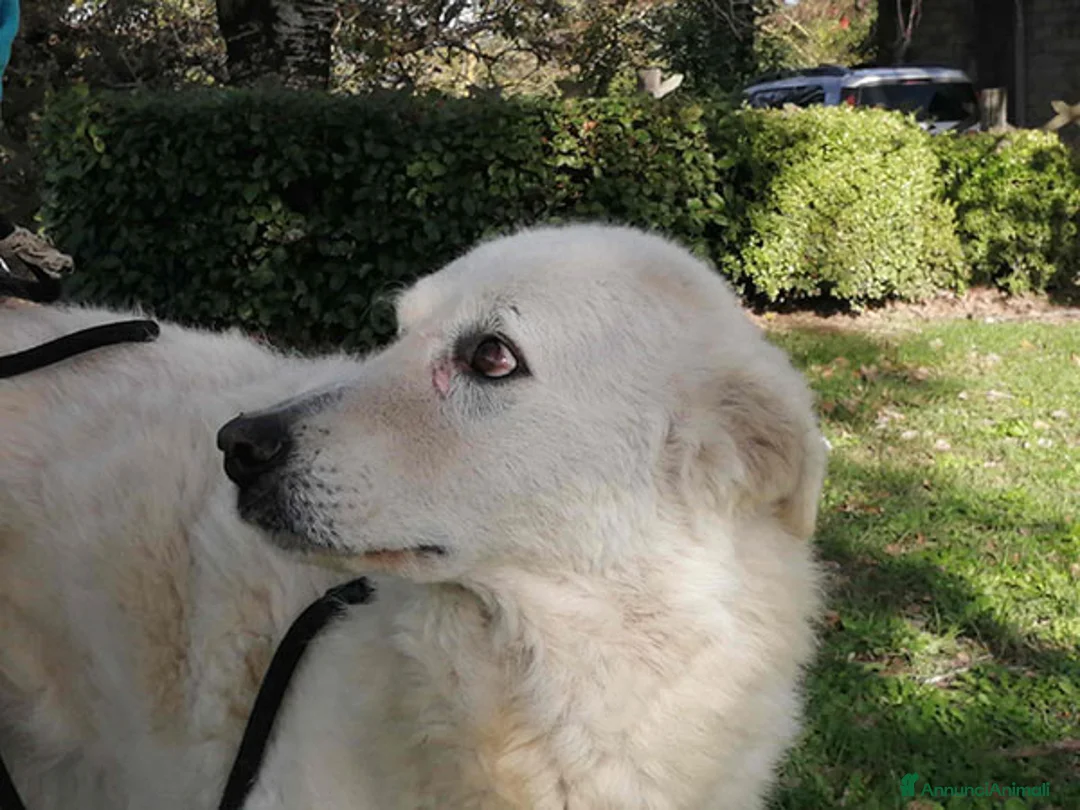 Meticcio cani in regalo: MINERVA UNA VITA DI STENTI ED ORA IN CANILE - Annuncio 4