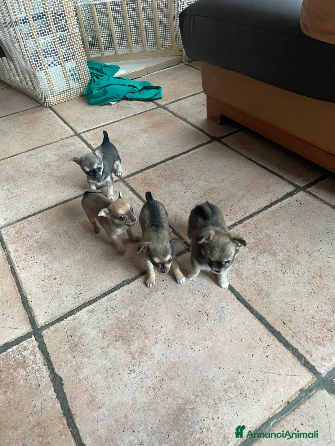 Chihuahua cani in vendita: Vendo Cuccioli Chihuahua purissimi - Annuncio 3
