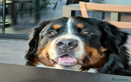 Bovaro del Bernese cani in vendita: BOVARO DEL BERNESE  a Provincia autonoma di Trento - Immagine 6
