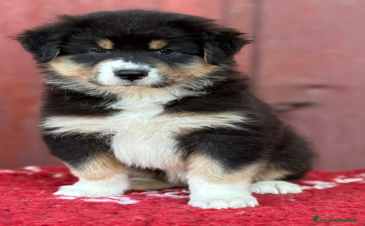 Australian Shepherd cani a Provincia di Vicenza - Annuncio 6