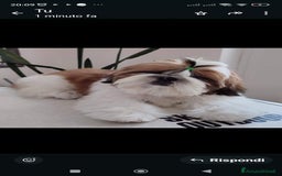Shih Tzu cani in vendita: Cuccioli shih Tzu figli di campioni  - Immagine 2