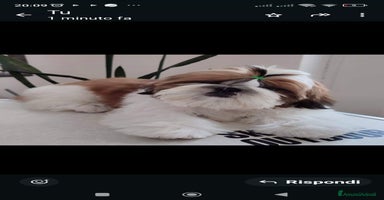 Shih Tzu cani - Annuncio 6