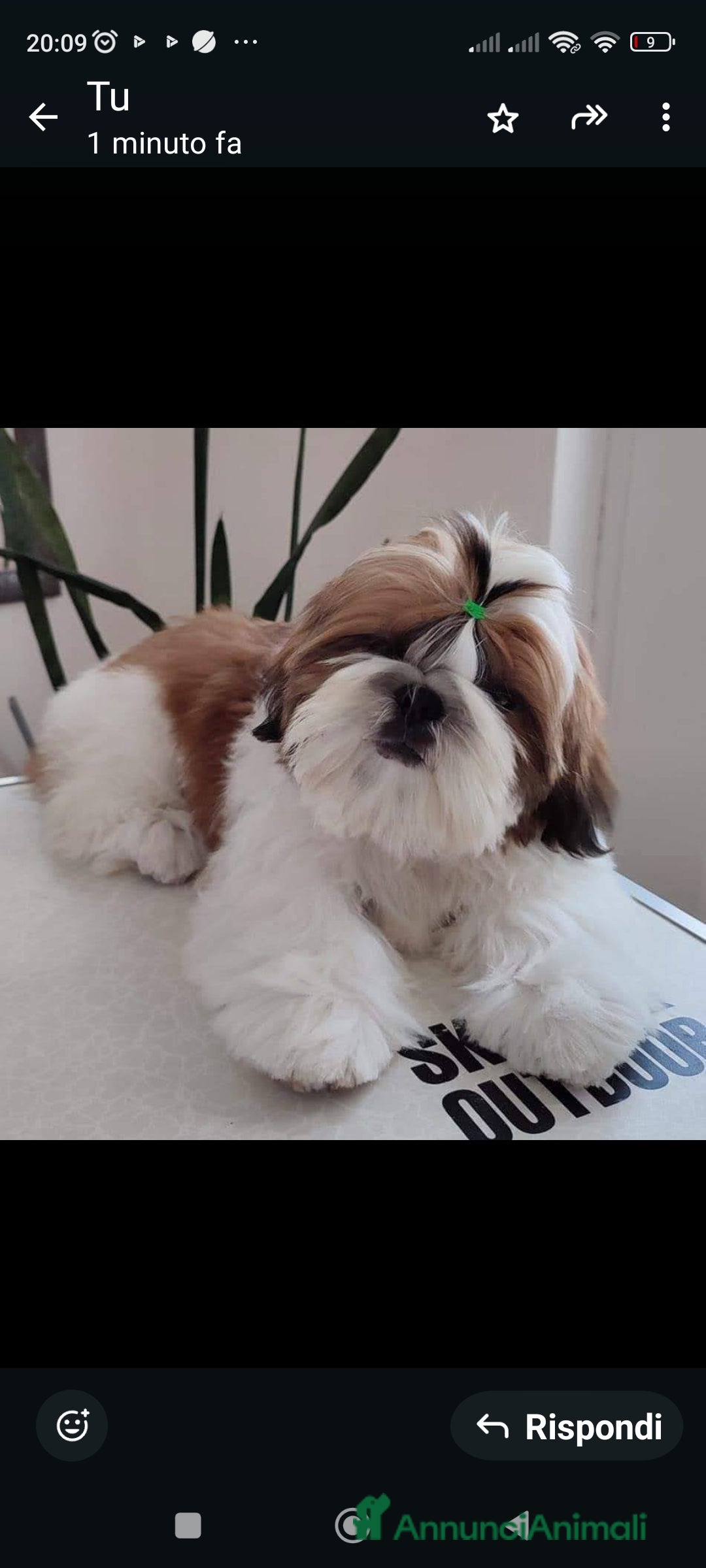 Shih Tzu cani in vendita: Cuccioli shih Tzu figli di campioni  - Immagine 2