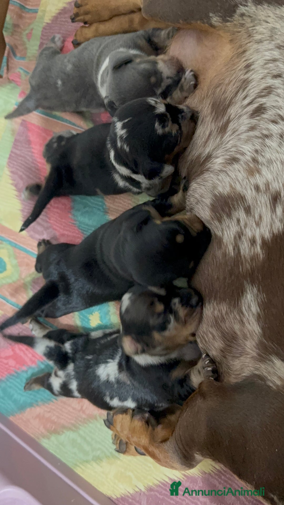 Bassotto cani in vendita: bassotto a Città metropolitana di Milano - Immagine 1