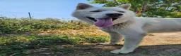 Husky cani in regalo: Zeus: giovane Siberian Husky socievole con tutti  - Annuncio 21