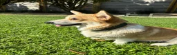 Corgi Pembroke cani in vendita: Corgi pembroke  a Provincia di Bergamo - Annuncio 5