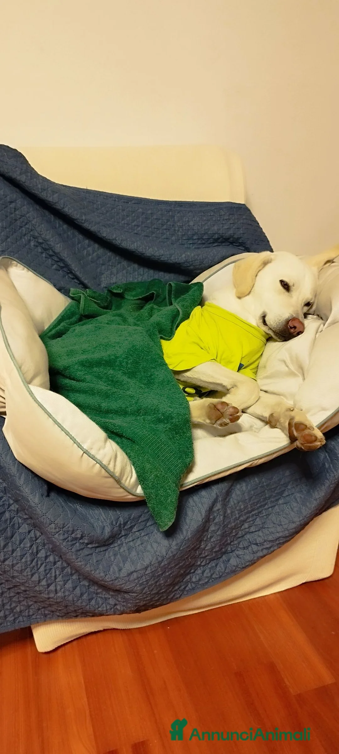 Meticcio cani in regalo:  cane Meticcio maschio di taglia media a Bergamo a Provincia di Bergamo - Annuncio 2