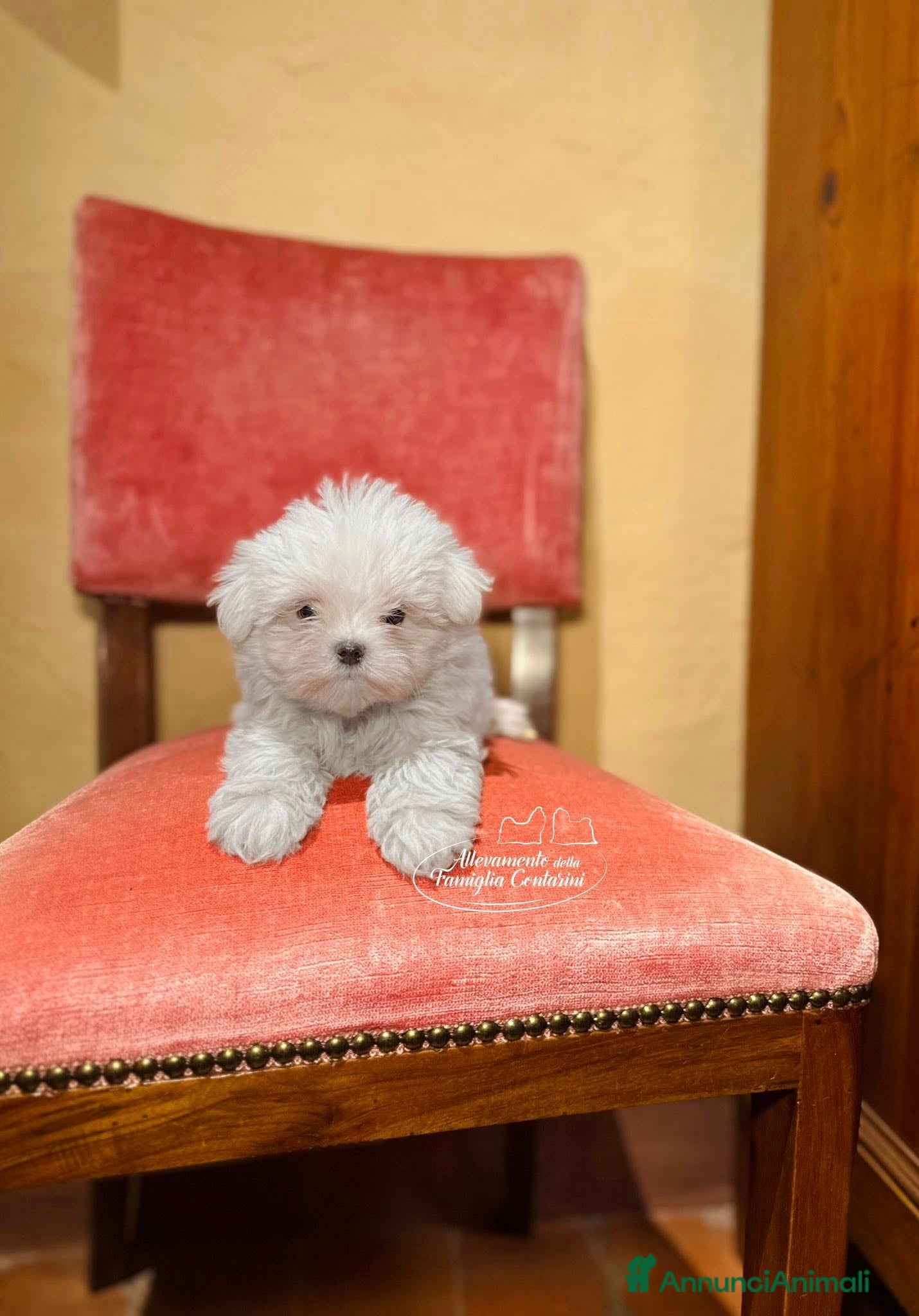 Maltese cani MALTESI CUCCIOLI CON PEDIGREE ENCI - Annuncio 3
