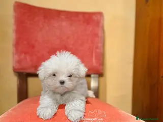 Maltese cani MALTESI CUCCIOLI CON PEDIGREE ENCI - Annuncio 5
