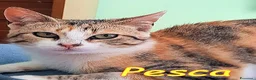Europeo gatti in regalo:  PESCA GATTINA DOLCISSIMA - Annuncio 3