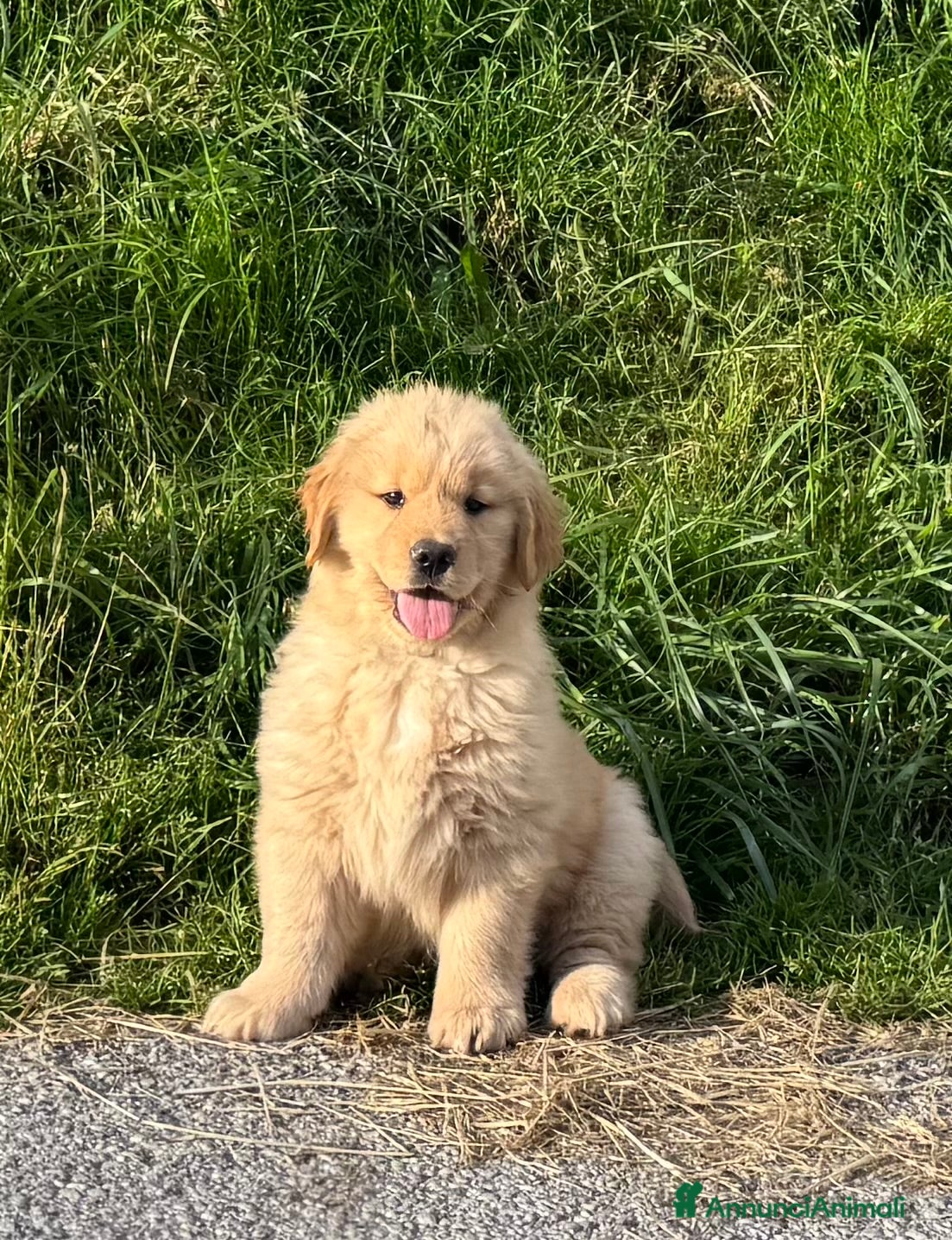 Golden Retriever cani Cuccioli Golden Retriever 100% Americani  - Annuncio 1