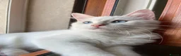 Siberiano gatti in vendita: Gattini Siberiani disponibili da agosto - Annuncio 3