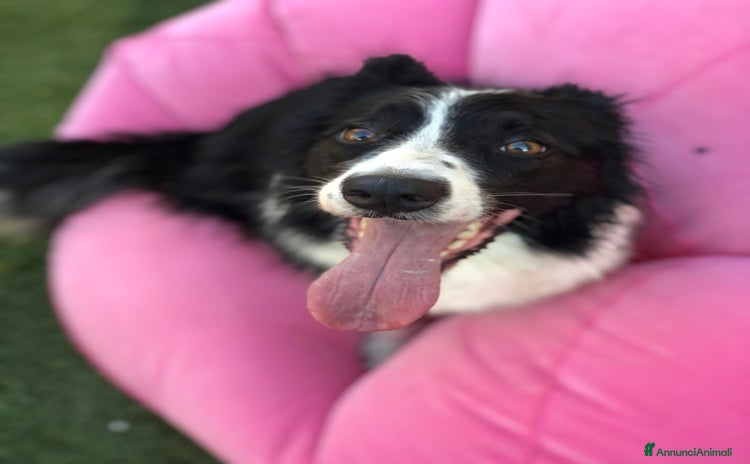 Border Collie cani Lucy cerca casa gratis  - Annuncio 2