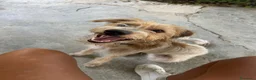 Meticcio cani in regalo: Cane taglia media - Annuncio 4