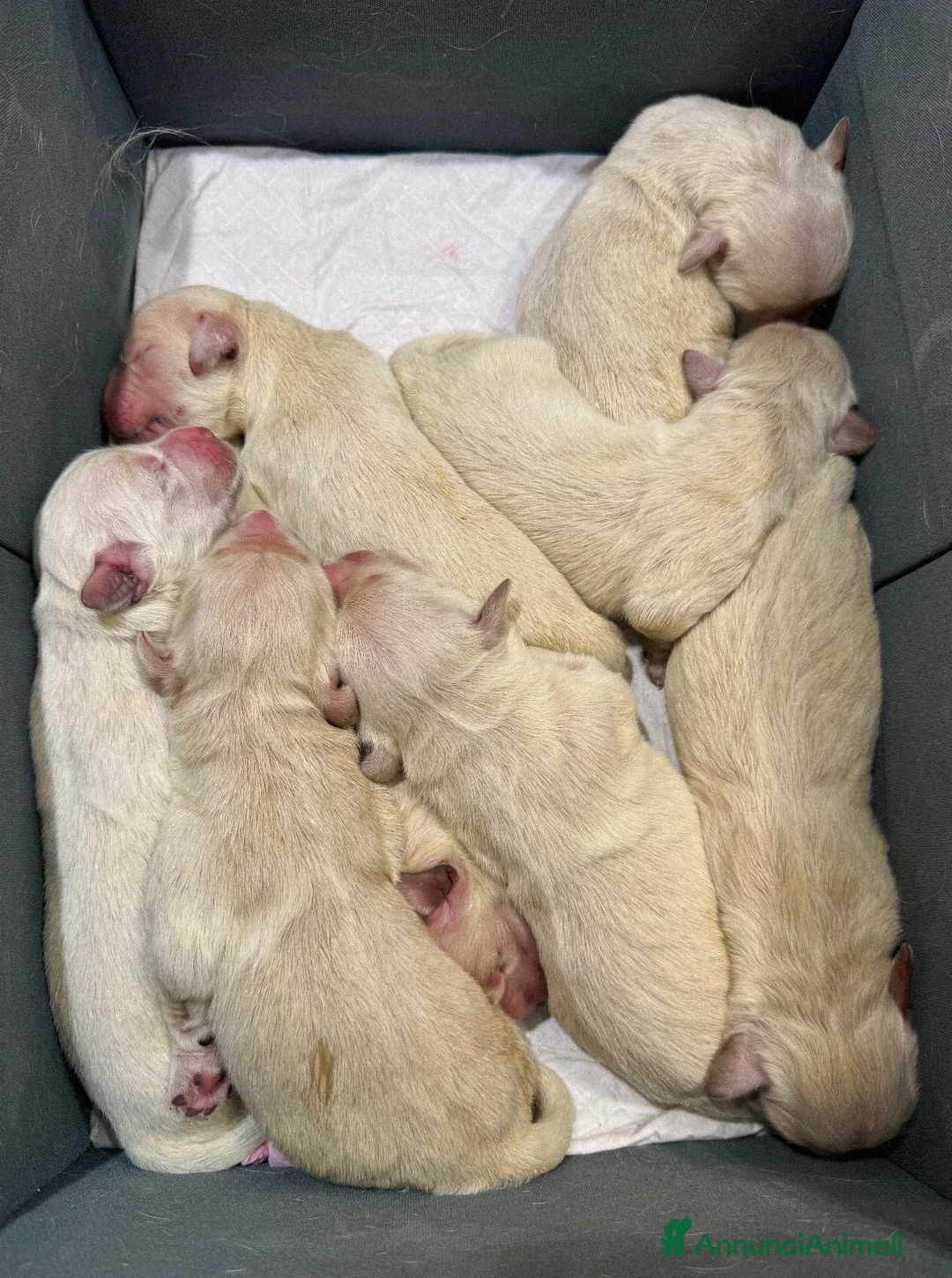 Golden Retriever cani in vendita: Cuccioli di Golden retriever con Pedigree ENCI  - Annuncio 2