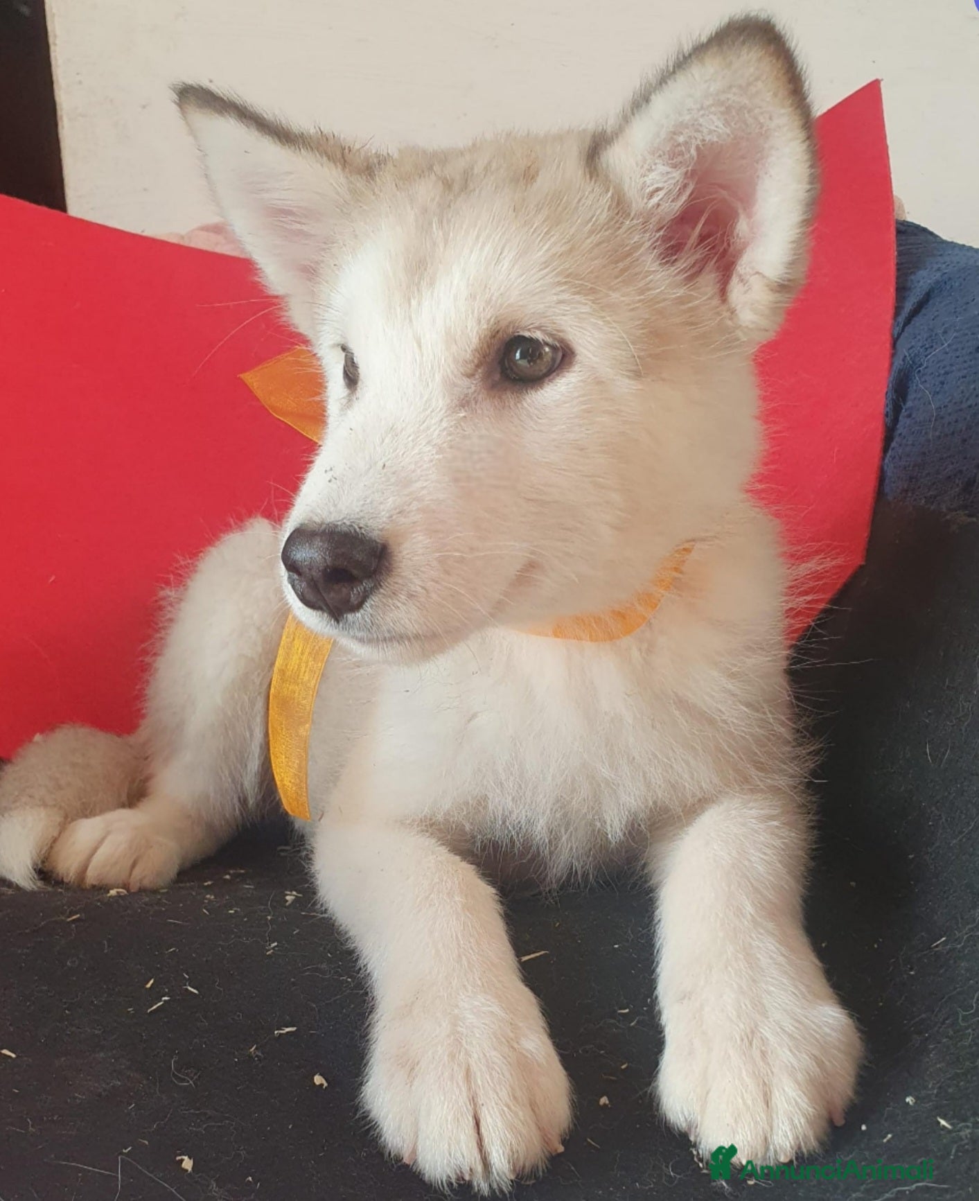 Alaskan Malamute cani Alaskan Malamute cucciole - Annuncio 2