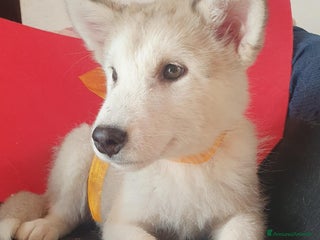 Alaskan Malamute cani Alaskan Malamute cucciole - Annuncio 3