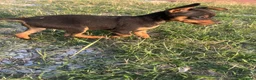 Pinscher Miniatura cani in vendita: Pincher toy - Annuncio 6