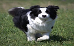 Border Collie cani in vendita: Cuccioli Border Collie a Città Metropolitana di Torino - Immagine 17