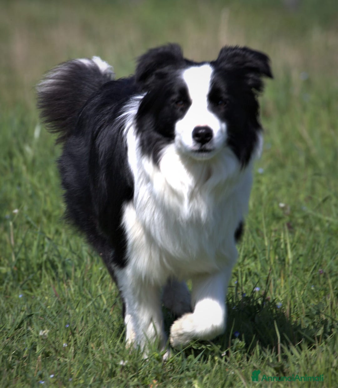 Border Collie cani in vendita: Cuccioli Border Collie a Città Metropolitana di Torino - Immagine 17