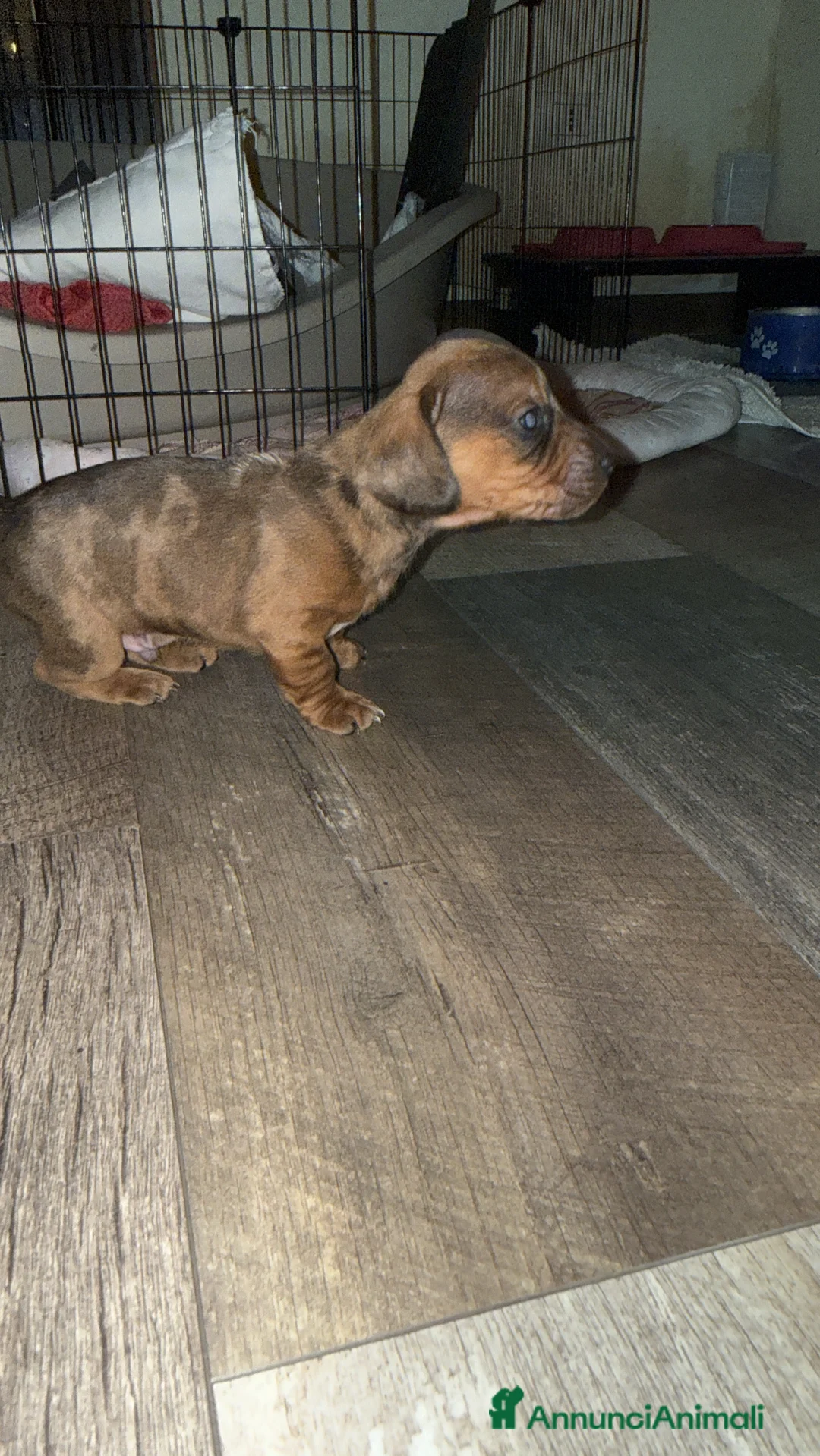 Bassotto cani in vendita: bassotto maschio arlecchino merle a Città metropolitana di Roma Capitale - Annuncio 2