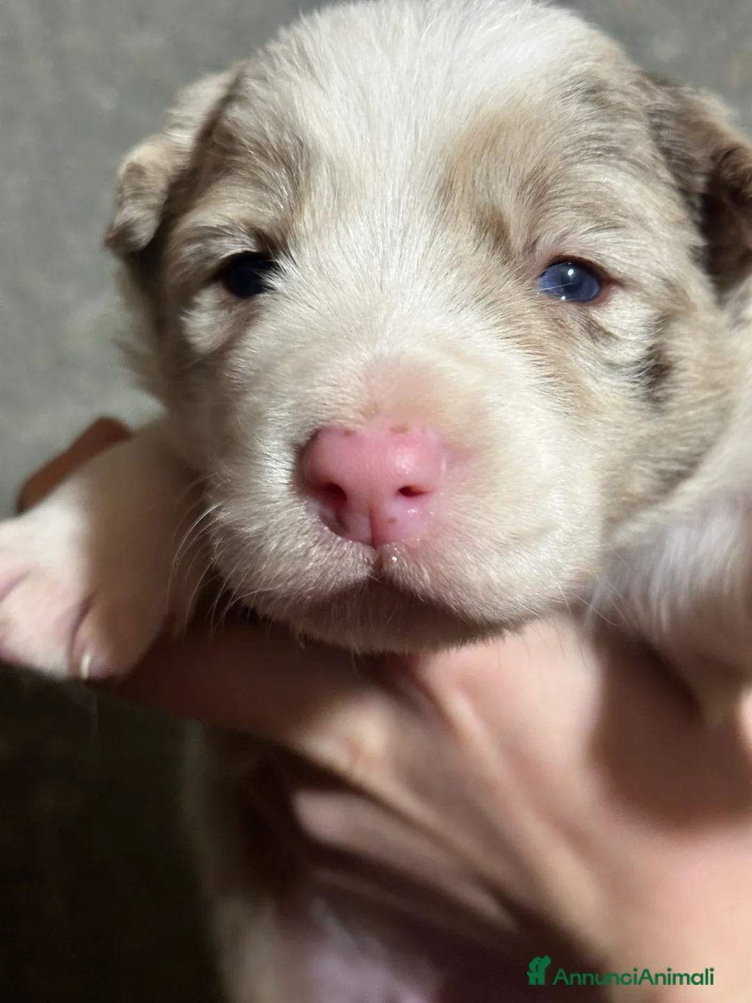 Border Collie cani in vendita: Cuccioli border collie - Annuncio 3