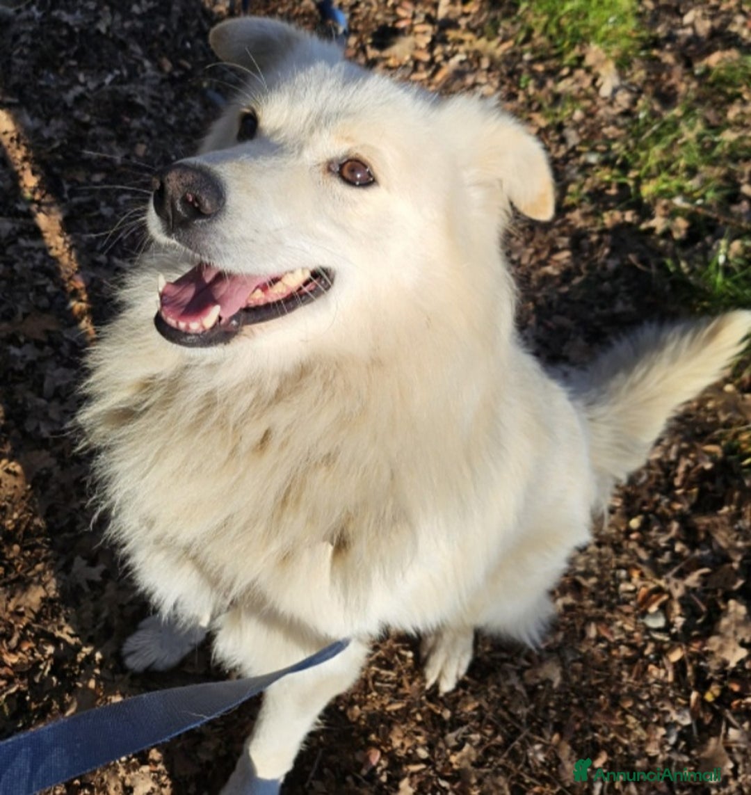 Meticcio cani in regalo: Bubu quasi 4anni tg media salvato 1anno fa  NOVARA a Città metropolitana di Milano - Annuncio 7