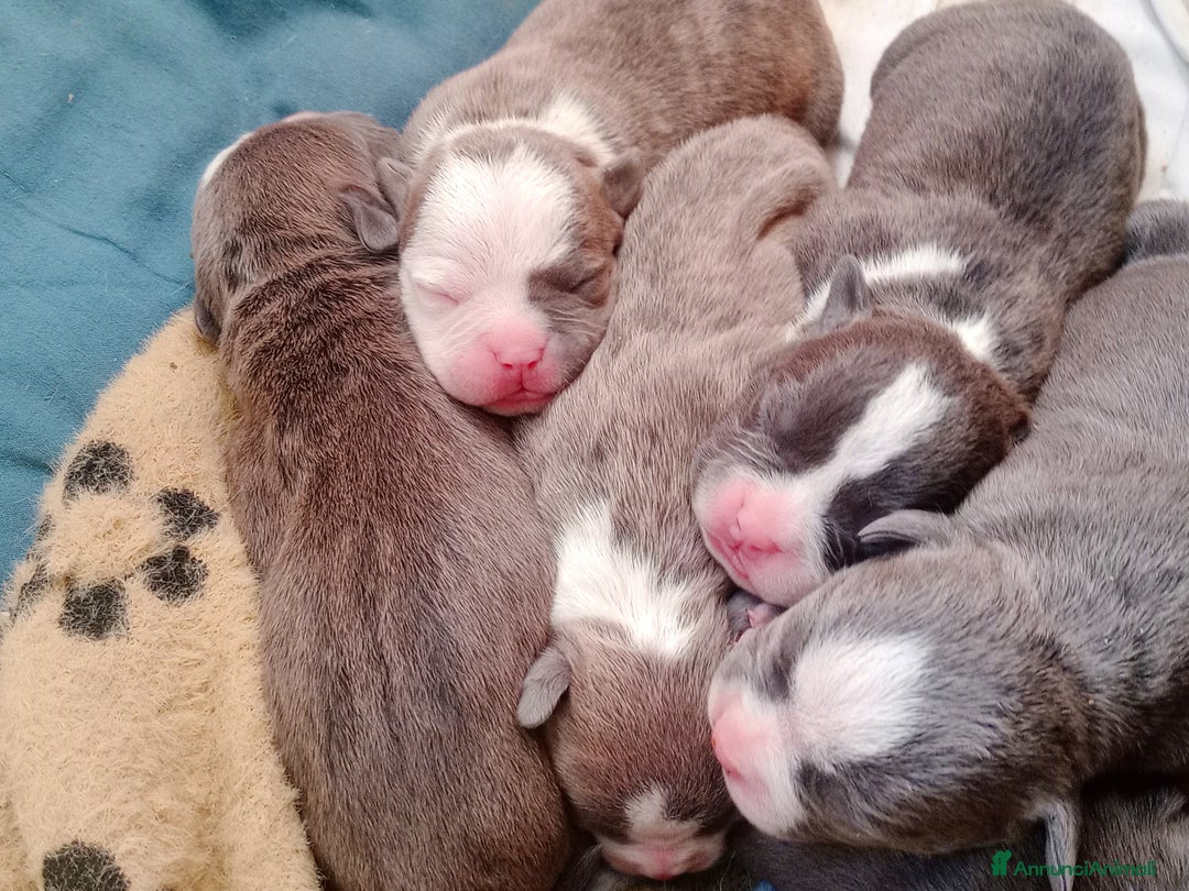 American Bully cani in vendita: American Bully, genitori addestrati da pet terapy  - Annuncio 2