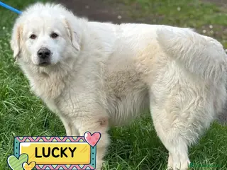 Pastore Maremmano cani LUCKY 5 anni cerca casa - rinuncia di proprietà - Annuncio 9