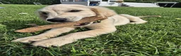 Golden Retriever cani in vendita: Cucciolo di Golden Retriever - Annuncio 2