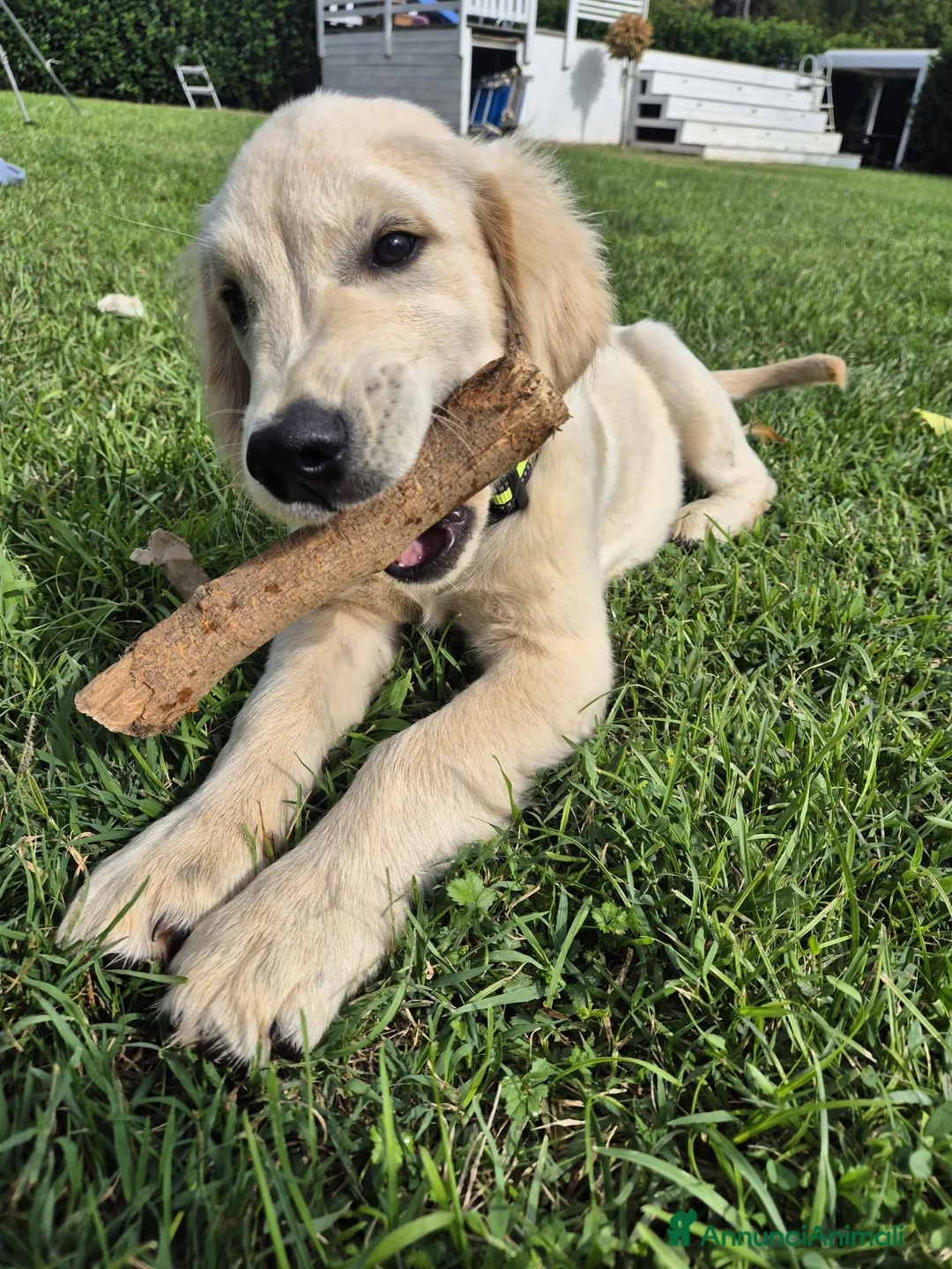 Golden Retriever cani in vendita: Cucciolo di Golden Retriever - Annuncio 2
