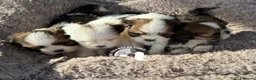 Maltipoo cani in vendita: Maltipoo Barboncino Lhasa Apso Tre Quarti di Luna - Annuncio 1