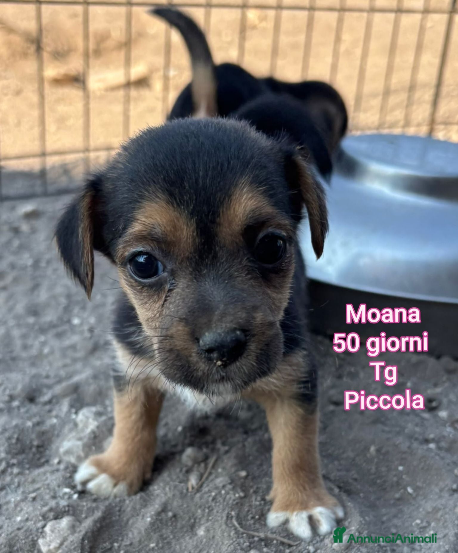 Meticcio cani CANI TAGLIA PICCOLA E CONTENUTA  - Annuncio 37