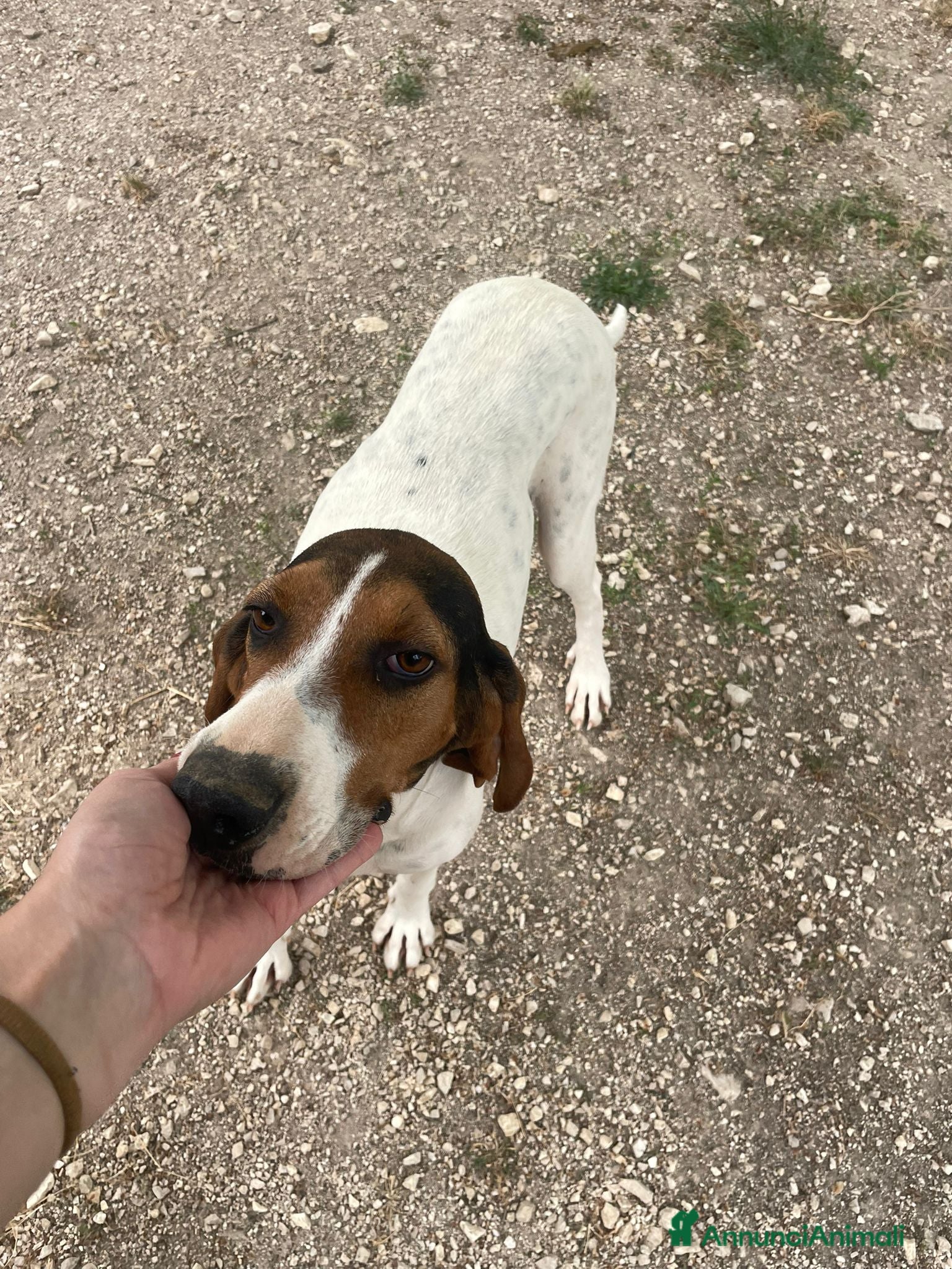 Meticcio cani in regalo: CERCHIAMO CASA : CI ADOTTI? a Provincia di Varese - Annuncio 4