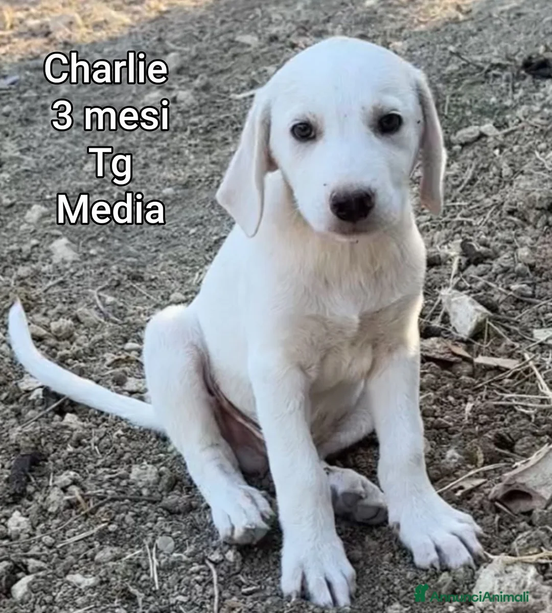 Meticcio cani in regalo: CUCCIOLI ABBANDONATI: EMERGENZA  a Città metropolitana di Milano - Annuncio 9