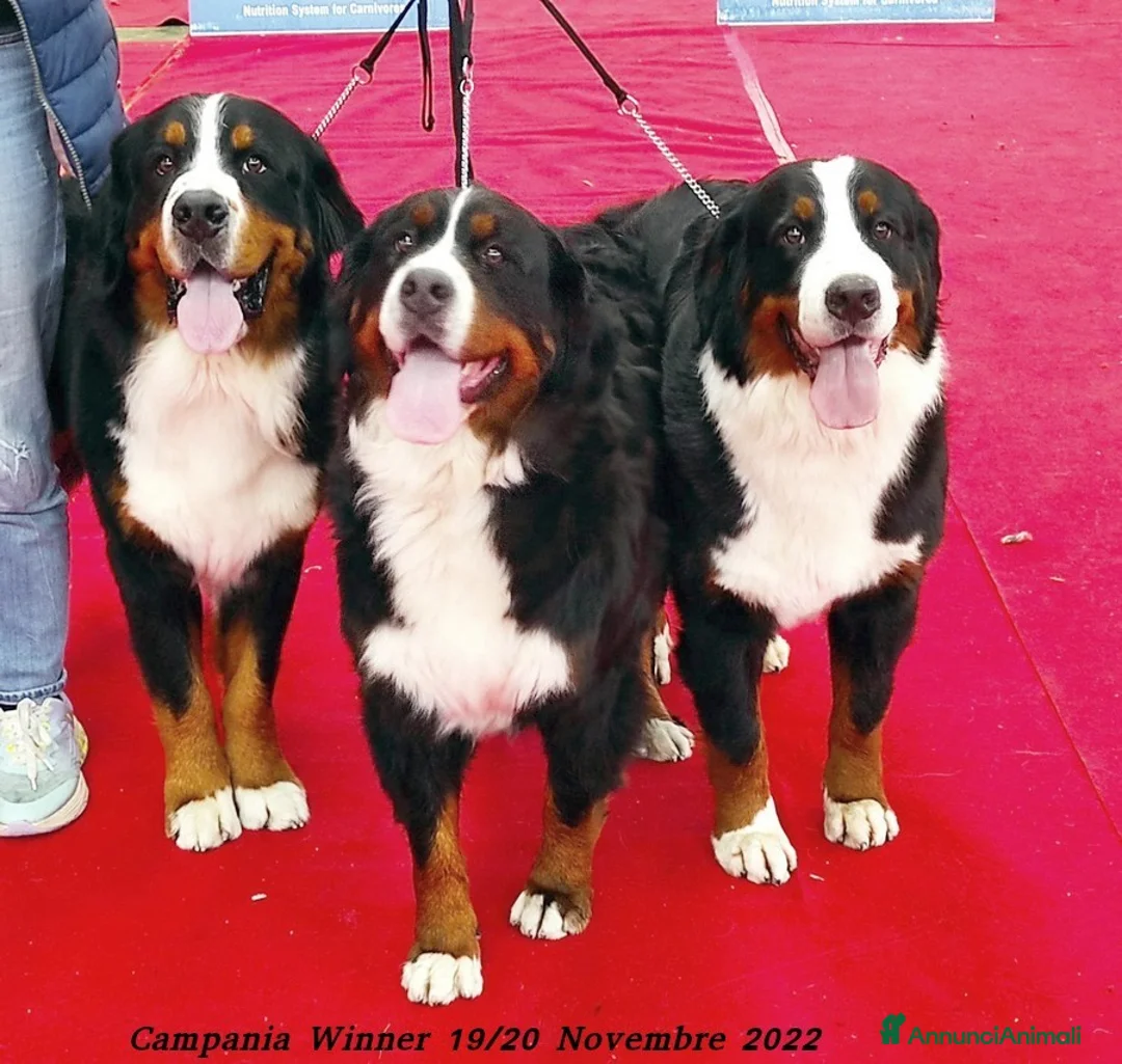 Immagine della galleria {{count}}